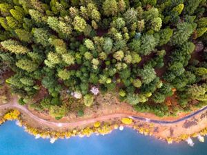 Aerial view of an evergreen forest at the edge of blue water
