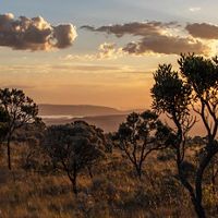 A view of trees during sunset with a valley in the background.