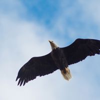 Bald eagle (Haliaeetus leucocephalus) over the Clearwater River, Montana. Part of the Nature Conservancy's Great Western Checkboards Project, Montana.
