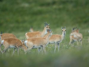 graze on a hillside in the grassland steppe of Eastern Mongolia's Tosonhulstai Nature Reserve.