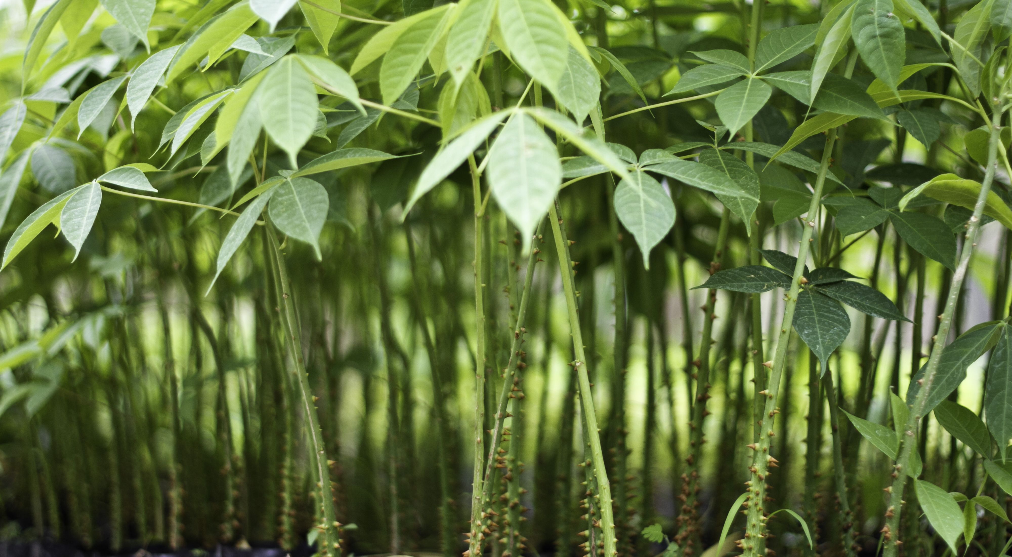 Young trees in a nursery in Ecuador.