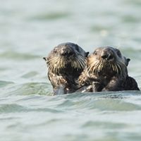 Two otters hug in water.