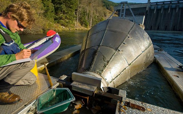On a river close to a dam, a biologist writes notes next to a fish trap that looks like a large metallic funnel. The scientist is counting juvenile salmon.