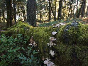 Forest along the Klamath River.