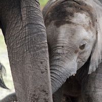 A baby elephant nurses in Amboseli National Park, Rift Valley Province, Kenya.