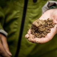 Person soil sampling in a wetland.