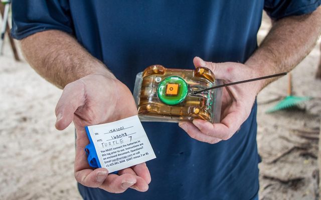 A satellite tracker will help scientists map the route that female hawkbill turtles