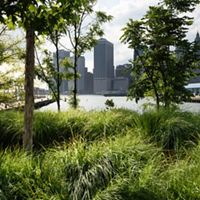 Plants in a city park are illuminated by the sun.