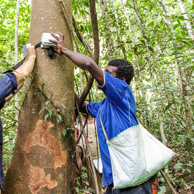 Acoustic recorder deployed in the forest.  Each recorder collects more than 24 hours of continuous sound data, which scientists can use as a rough measure of biodiversity.