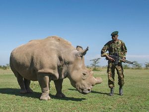 Armed guards watch over Sudan, one of four northern white rhinos (Ceratotherium simum cottoni) at Kenya’s Ol Pejeta Conservancy.