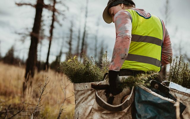 a worker in a neon vest carries bags of seedlings