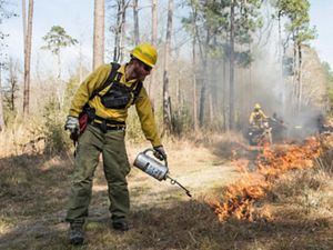 A TNC Texas fire crew member ignites a prescribed burn to consume plant fuels on the forest floor using a drip torch, while two fire practitioners sit on ATVs in the background.