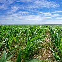 A lush field of crops grows across a blue sky.