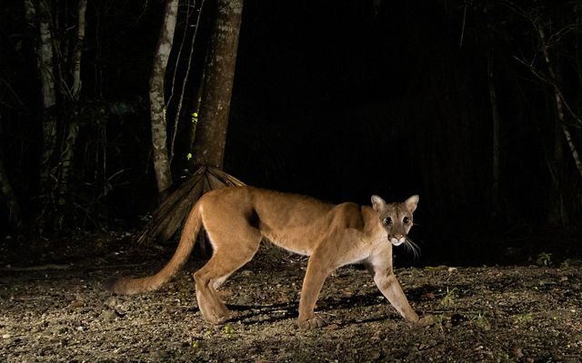A camera trap image of puma walking through a forest at night.