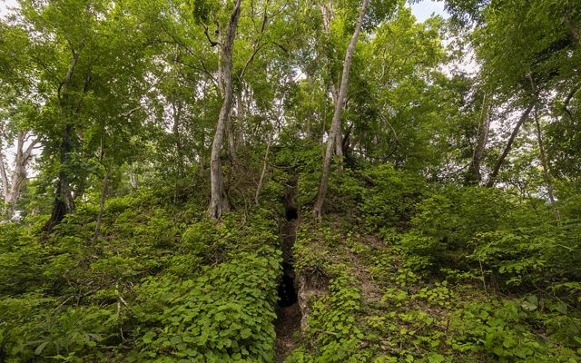 A Mayan ruin is hidden by plants in the forest.
