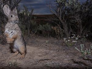 rabbit stands on hind legs, dwarfed by grass in the dark 