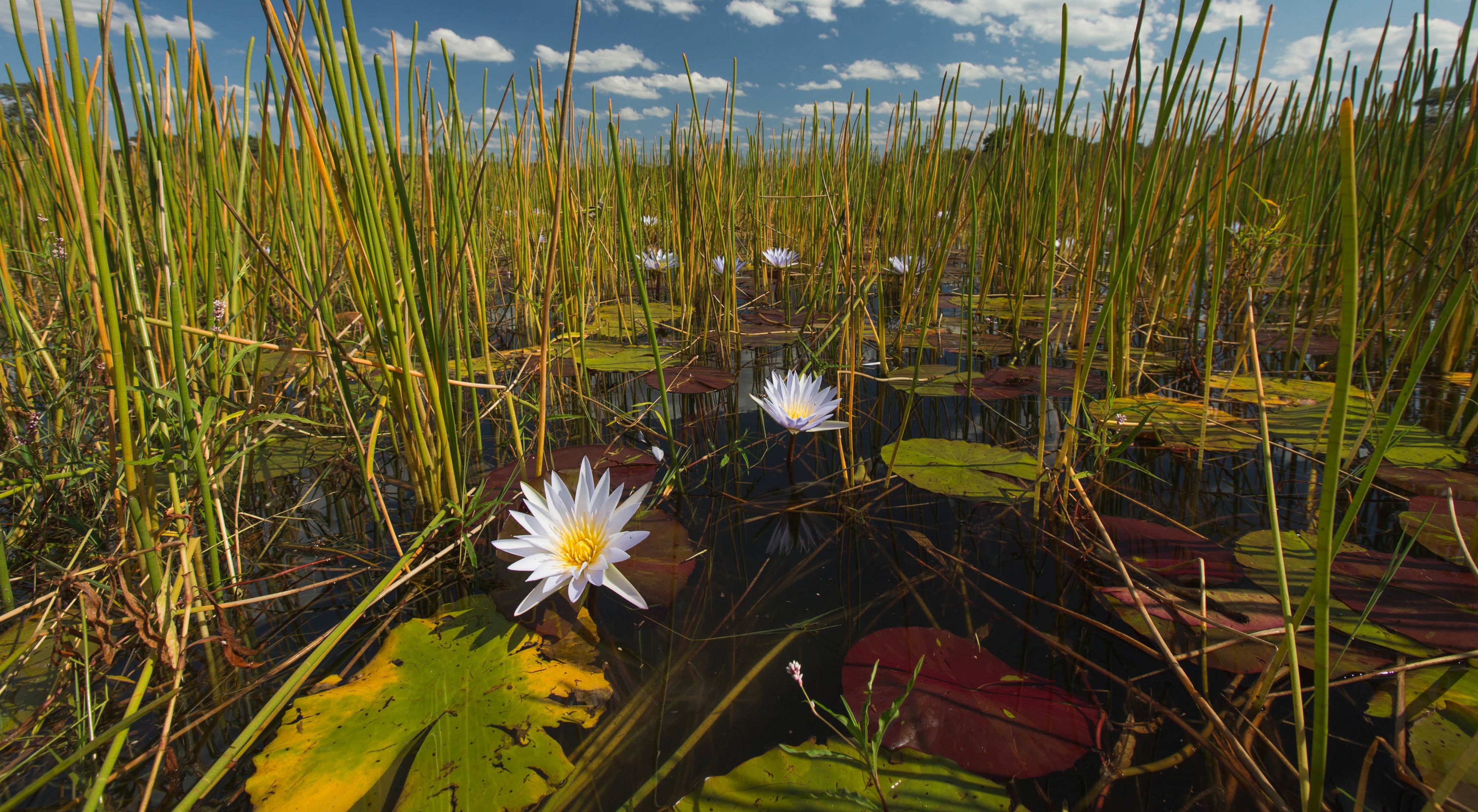 Water lilies under a big blue sky