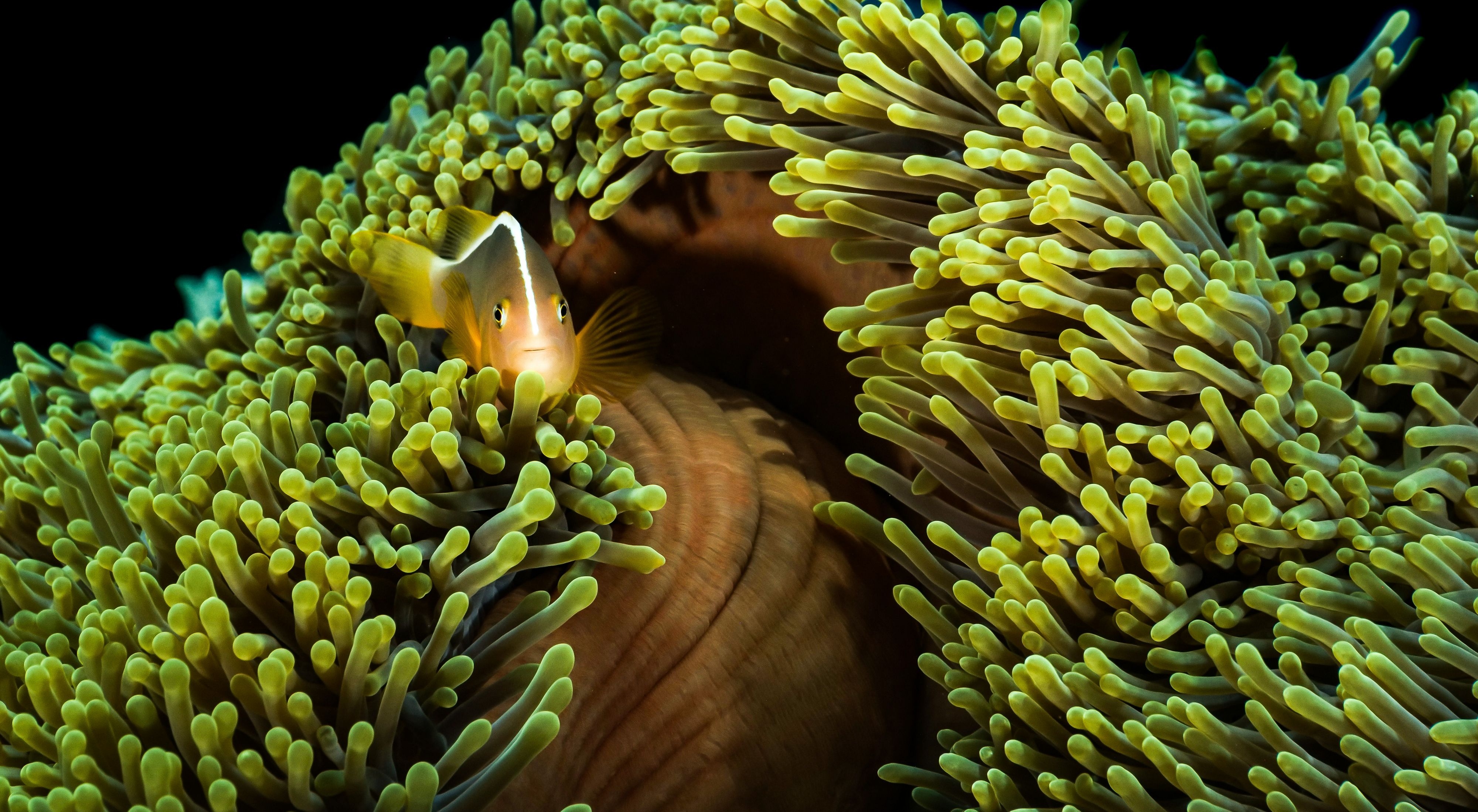 a fish peaking out of a green anemone.