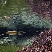 an underwater view of fish swimming in a shallow spring.
