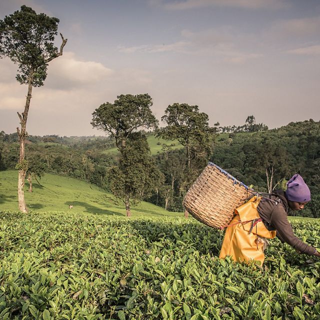 a woman harvesting tea at a hilly tea plantation in Kenya
