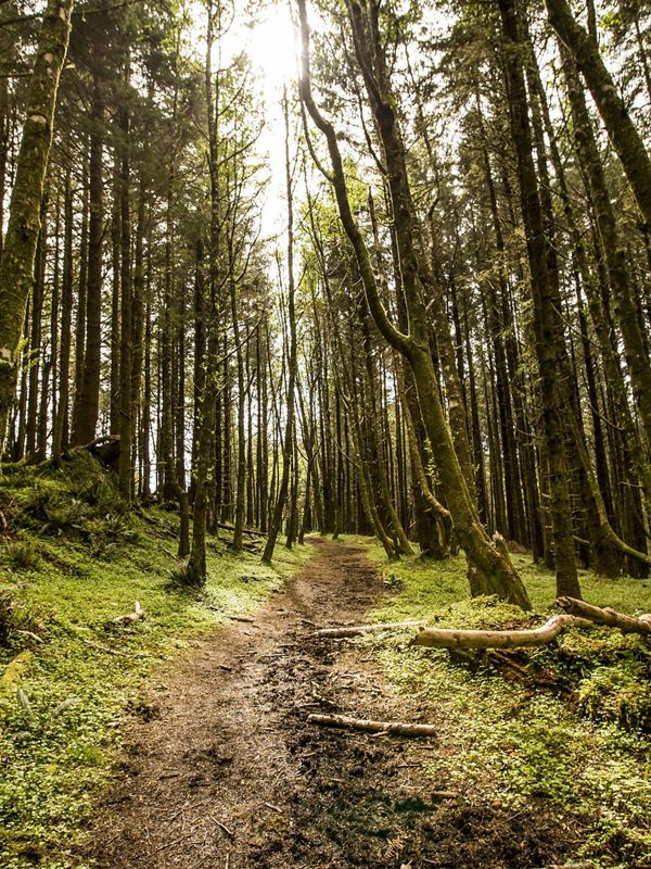 Forest located on The Nature Conservancy's Cascade Head Preserve, north of Lincoln City, Oregon.