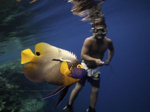 A Yellowface Angelfish speared.